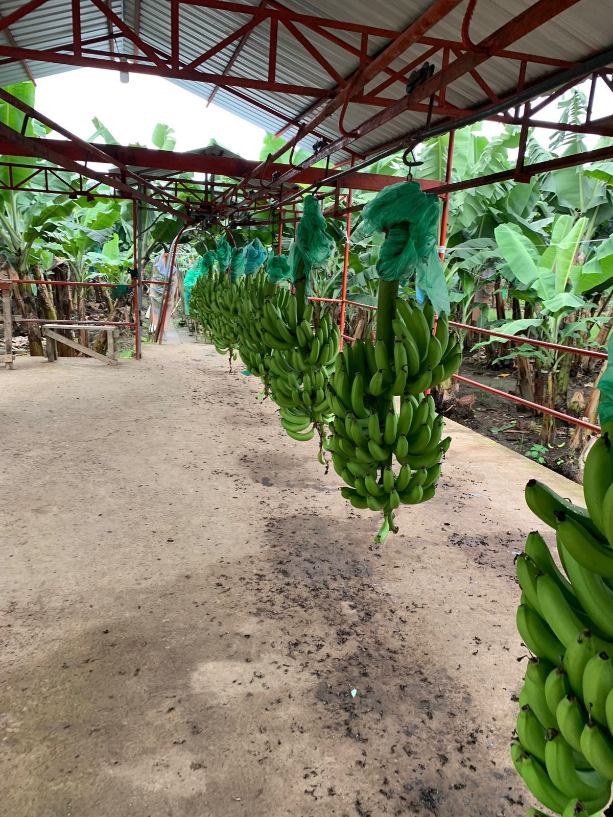 Fresh Cavendish Banana