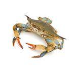 Crab