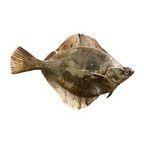 Fresh Plaice