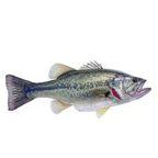 Fresh Bass