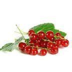 Currant