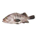Fresh Grouper