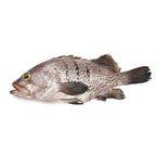 Grouper