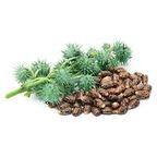 Castor Bean (Seed)