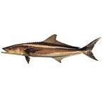 Cobia