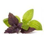 Luisa Pantaleo Organic Basil Pesto, Made in Italy