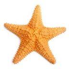 Sea Star