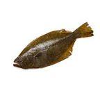 Flounder
