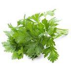 Flat Leaf Parsley