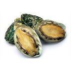 Abalone