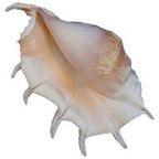 Conch