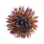 Sea Urchin