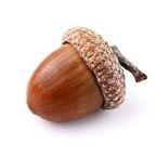 Acorn