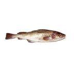 Cod