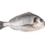 Threadfin Bream