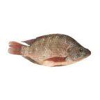 Tilapia