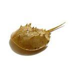 Horseshoe Crab