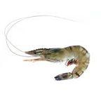 Frozen Shrimp