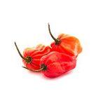 Yellow Habanero