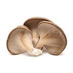 Oyster Mushroom