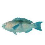 Parrot Fish