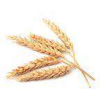 Wheat - Russia Origin