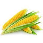 Maize (Corn)