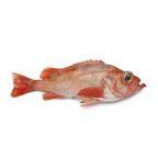 Fresh Redfish