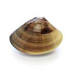 Frozen Clam