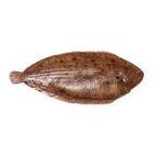 Lone Tongue Sole