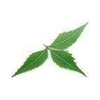 Neem Leaves