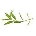 Tarragon