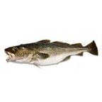 Atlantic Cod