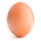 Chicken Egg