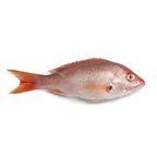 Fresh Snapper