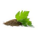 Celery Seed Oil