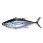 Tuna H&G (Yellowfin Bluefin)