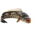 Snakehead Fish