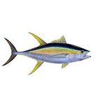 Frozen Whole Yellowfin Tuna