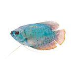 Gourami