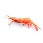 Frozen Black Tiger Shrimp