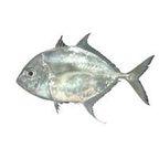 Coastal Trevally