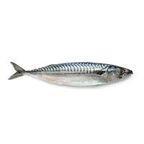 Best Price Whole Mackerel Fish Fresh Frozen / Top Export Grade Mackerel Frozen Fish for Sale