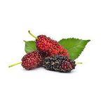 dried mulberry