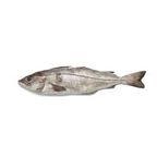 Haddock