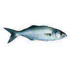 Small Bluefish