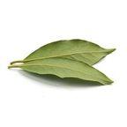 Bay Leaf