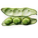 Broad Bean