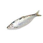 Salted Herring