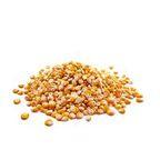 Maize (Corn) Seed